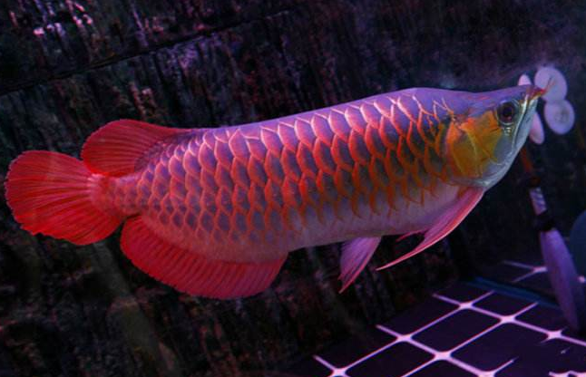 紅龍魚品種排行，紅龍魚的品種與區(qū)別