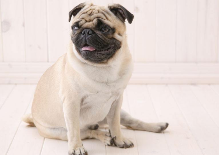 热门宠物种类有哪些 全球十大最受欢迎宠物排行榜 排行榜123网