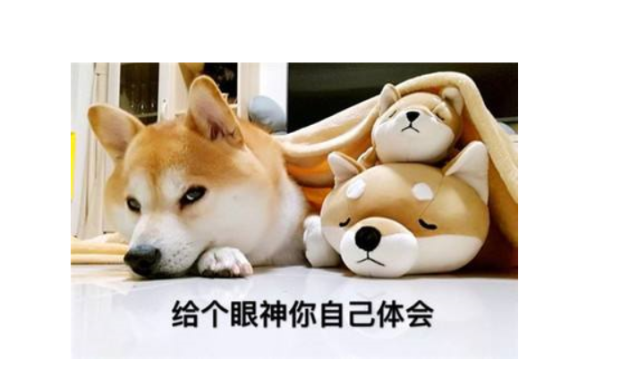 柴犬智商排名 柴犬智商排名第幾