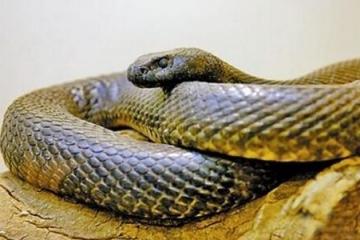 澳大利亚十大致命毒蛇排行榜 棕蛇致死数最多,第六又称死亡蛇