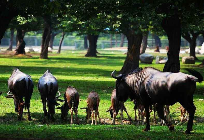 全國動物園排名 國內(nèi)最受歡迎的動物園