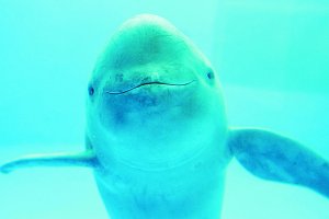 世界十大瀕危物種:中華鱘上榜 這幾種生物真是奇特的存在