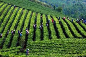 英德十大紅茶基地，創(chuàng  )美茶園上榜，第二主產(chǎn)英紅九號