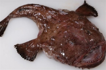 世界十大最丑的动物 安康鱼不仅丑还有点小瘆人