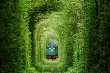 世界最美的十大树隧道 乌克兰爱的隧道一定要去