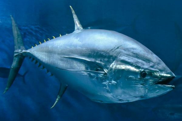 世界十大珍稀海洋动物 蓝鳍金枪鱼上榜,第二有“美人鱼”美称