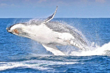 世界最厉害的十大鲸 第一名为蓝鲸，最重能达239吨