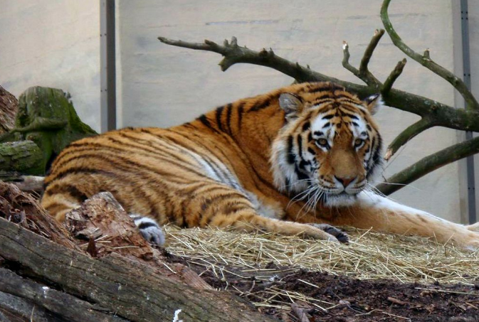 世界最著名十大動物園 赫爾辛基位列第一，中國無一上榜