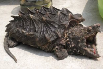 世界十大最凶猛的乌龟 棱皮海龟排第一，体重达900公斤