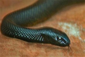 世界最毒十大生物 大理石芋螺上榜，石頭魚很善于隱藏