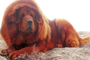 世界十大最貴的動(dòng)物 雄蜣螂需89000美元,薩凡納貓養(yǎng)起來也很貴