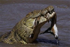 世界十大鳄鱼 恒河鳄喜欢攻击人类，你认识哪几个