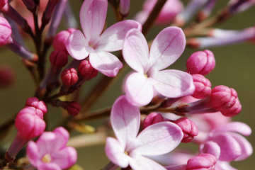 世界十大香花 栀子花排第一，茉莉花最受欢迎