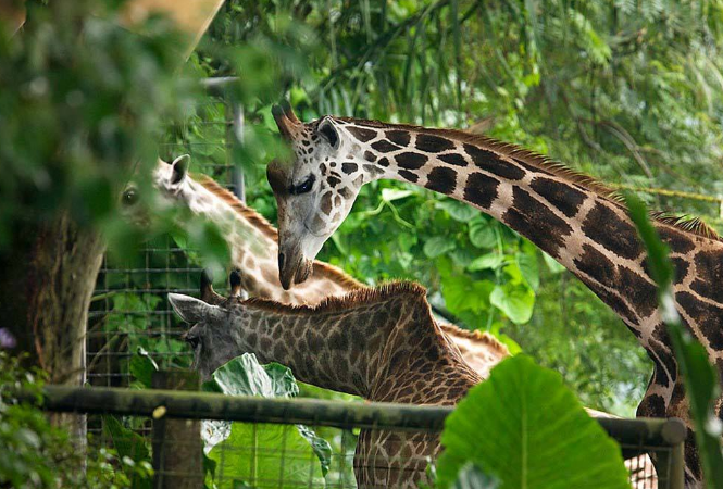 世界十大神奇的動物園 北京動物園上榜，柏林動物園排第一