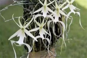 世界十大最贵的植物 螺旋芦荟上榜,银冠玉长相越奇怪越值钱
