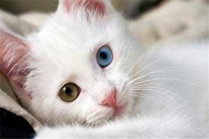 世界十大名猫排行榜 精灵猫全身无毛，第三眼神看着超无辜