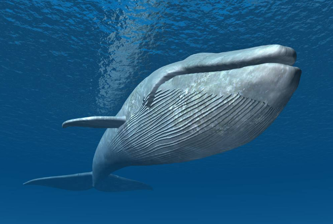 世界十大重型动物 蓝鲸位列榜首，体重180吨以上