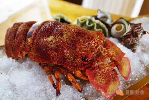 世界七大顶级的龙虾 澳洲龙虾仅排第五,第一为波士顿龙虾