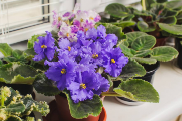 10种室内最好养的植物 观赏价值高还可以净化空气
