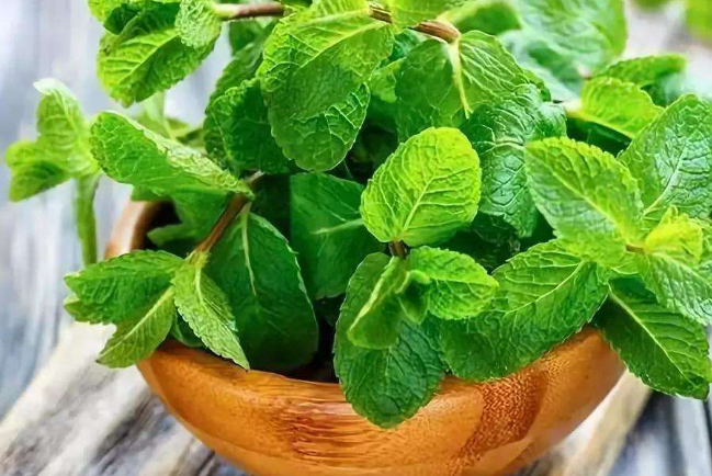 5種有助于睡眠的植物 茉莉花上榜，你最喜歡哪一種
