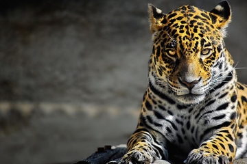 猫科三巨头排名：西伯利亚虎第二，第一重达240公斤