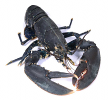 世界零售超市十大名貴海鮮排行 藍鰭金槍魚上榜,第十非常稀有