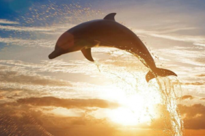 全球十大智商最高的动物排行榜：海豚、虎鲸上榜