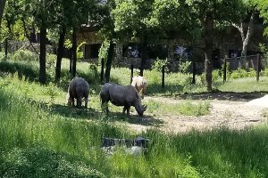 世界十大最佳動物園 奧馬哈動物園上榜第七是野生動物園模式