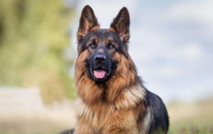 搜救犬十大品种排名：拉布拉多上榜，它是我国的培育犬