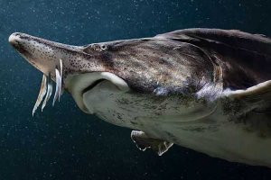 世界十大最大淡水鱼 欧洲鳇体重可达到1吨相当巨大