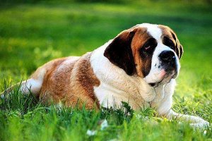 世界十大最粘人的狗 圣伯纳犬依赖人纽芬兰犬性格温和
