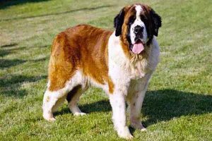 世界十大名犬排行榜：高加索犬上榜 圣伯纳瑞士国宝
