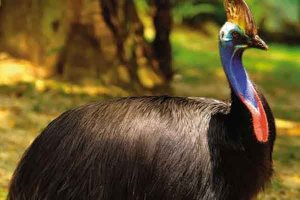 世界上最危险的10种鸟:银鸥上榜 鹤鸵最可怕