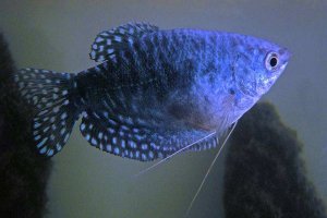 五大流氓觀賞魚 都是美麗的外表和兇猛的性格共存