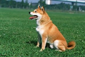 护主人最忠诚的狗排名：圣伯纳犬上榜中华田园犬最护主