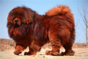 世界上最凶悍的十大犬种 藏獒与土佐犬攻击性超强