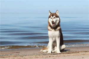 世界十大中型犬排名 柴犬与秋田犬均属于中型犬