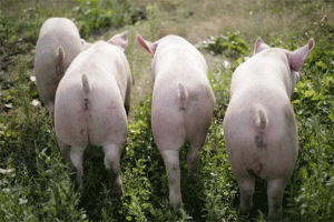十大暴利养殖排行榜：生态养猪，它有很高的药用价值