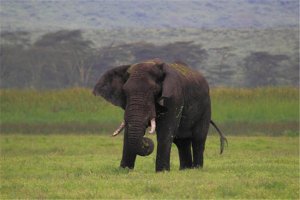 地球陆地10大巨型生物排行榜 非洲象最重，最后一名很恐怖