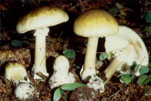 世界十大致命毒蘑菇：焦脚菌上榜，死亡帽毒性最大