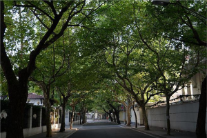 上海值得漫步的5条老街 思南路 长乐路上榜