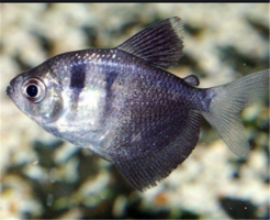 五大流氓觀賞魚排行：虎皮魚上榜，它是肉食魚