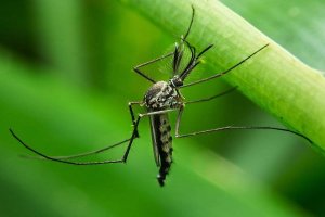 世界十大致命动物 小小蚊子竟然排在第一