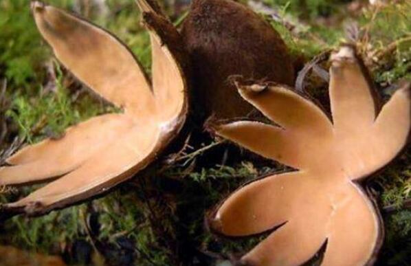 世界上10大最奇特的蘑菇 狗头蛇菌上榜，第五具有很高的药用价值