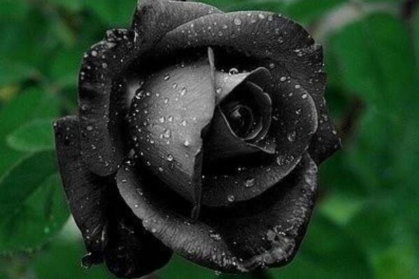 世界上10种奇异的黑色花 黑牡丹上榜	，第四也被称作“情花”