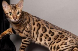 世界十大最名贵猫排行榜 波斯猫上榜，第一价格高达80万人民币