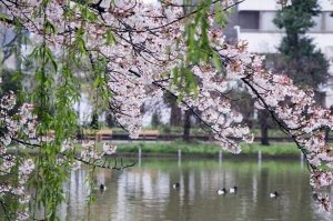 日本十大不可錯過的賞櫻名所：京都清水寺上榜(東京最古老)