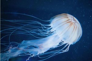 令人恐惧的海洋动物10大“暴君”，第一名的毒液有独一无二的致命性