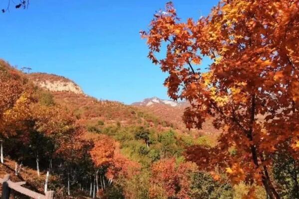 北京金秋十大賞紅葉勝地香山公園第一靈山金海湖上榜