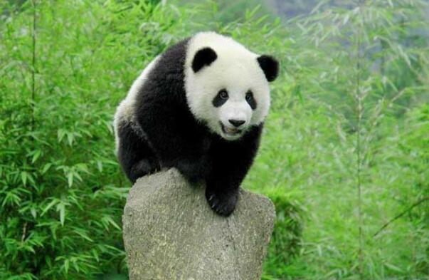 中国十大珍稀动物图片图片